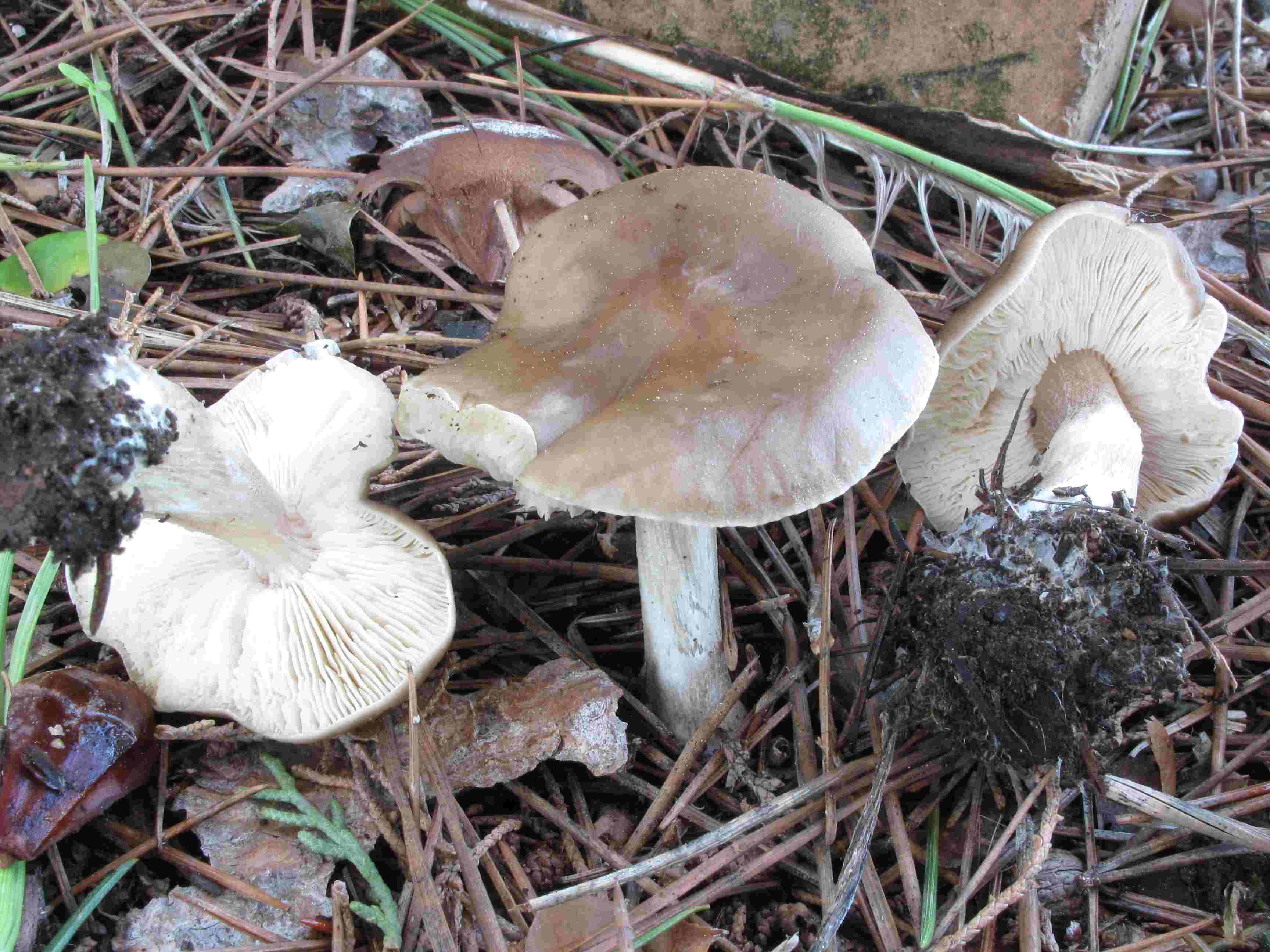 Da determinare...!!! (cfr. Melanoleuca sp.)