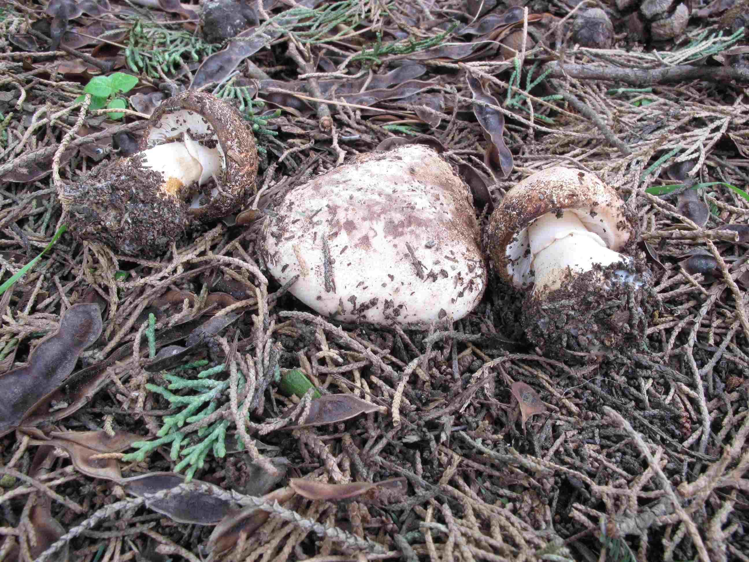 Leucoagaricus? (cfr. L. aurantiovergens/L. marginatus)