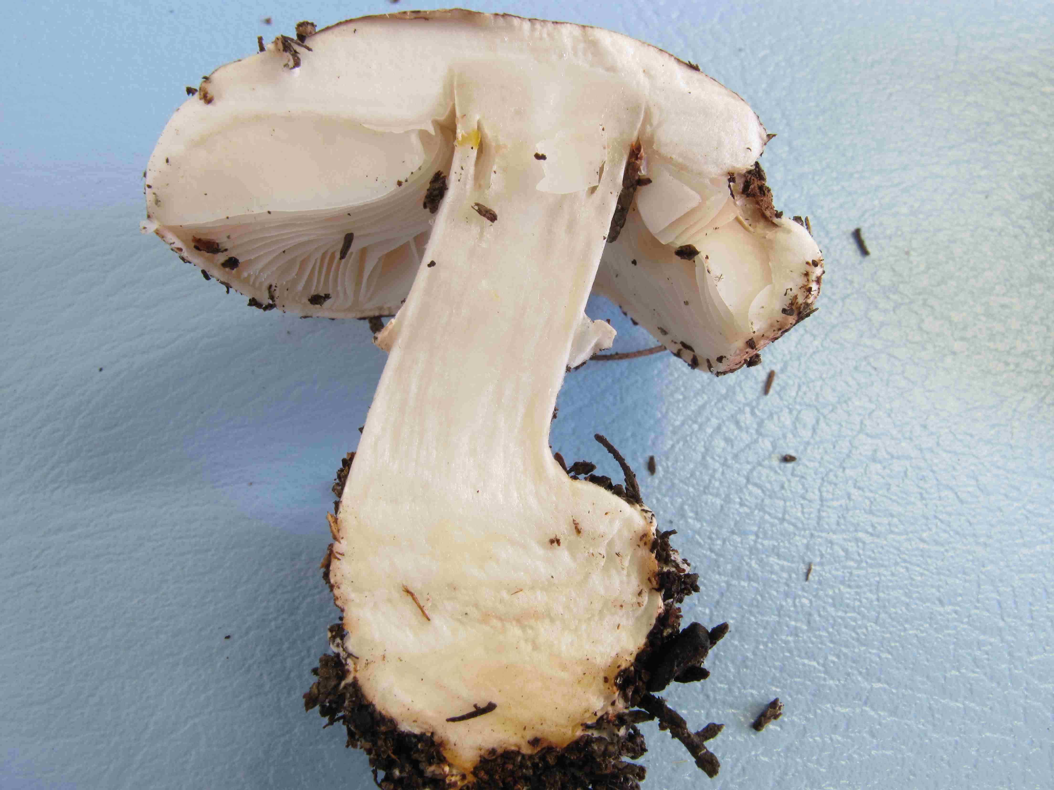 Leucoagaricus? (cfr. L. aurantiovergens/L. marginatus)