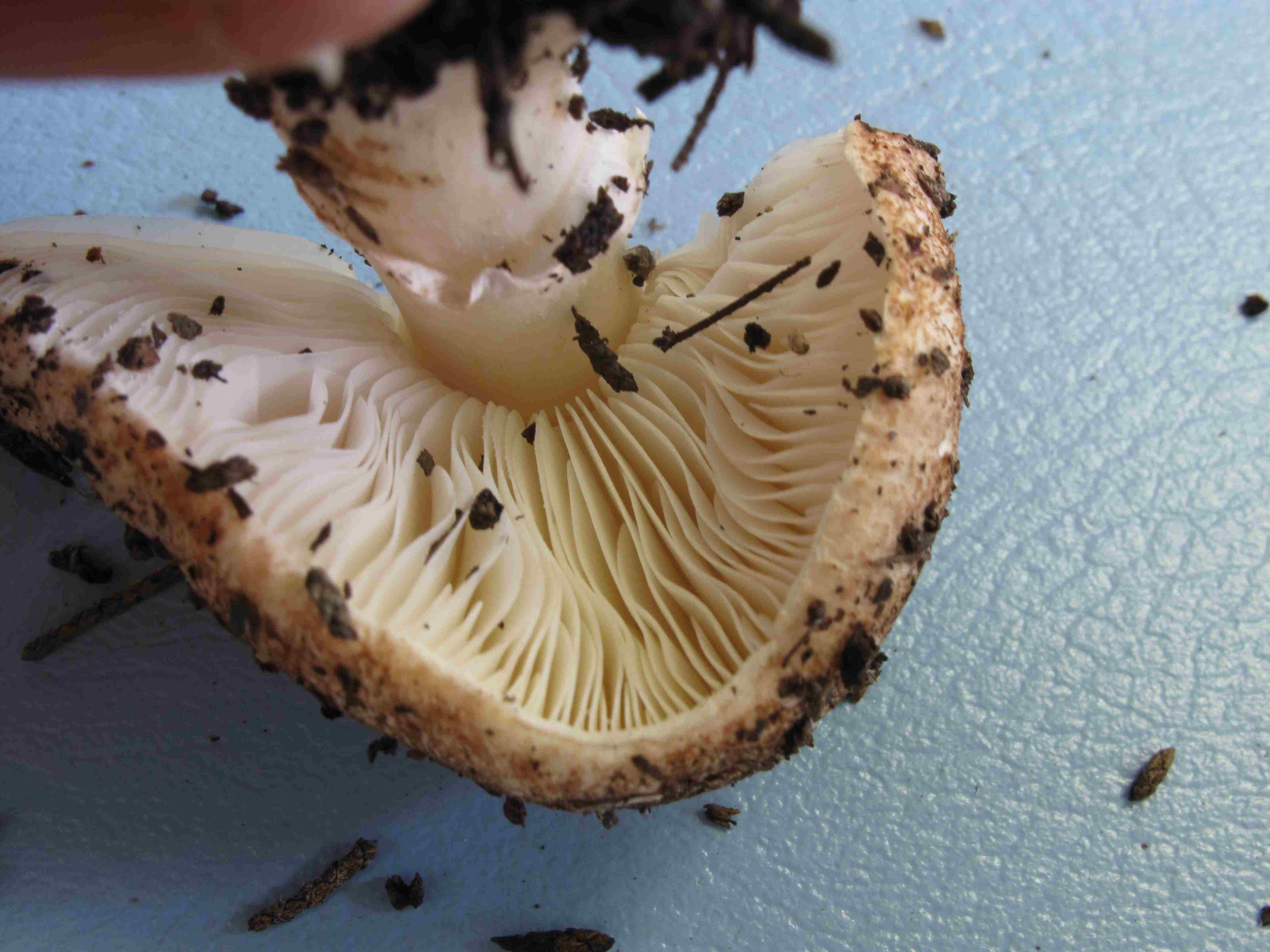 Leucoagaricus? (cfr. L. aurantiovergens/L. marginatus)