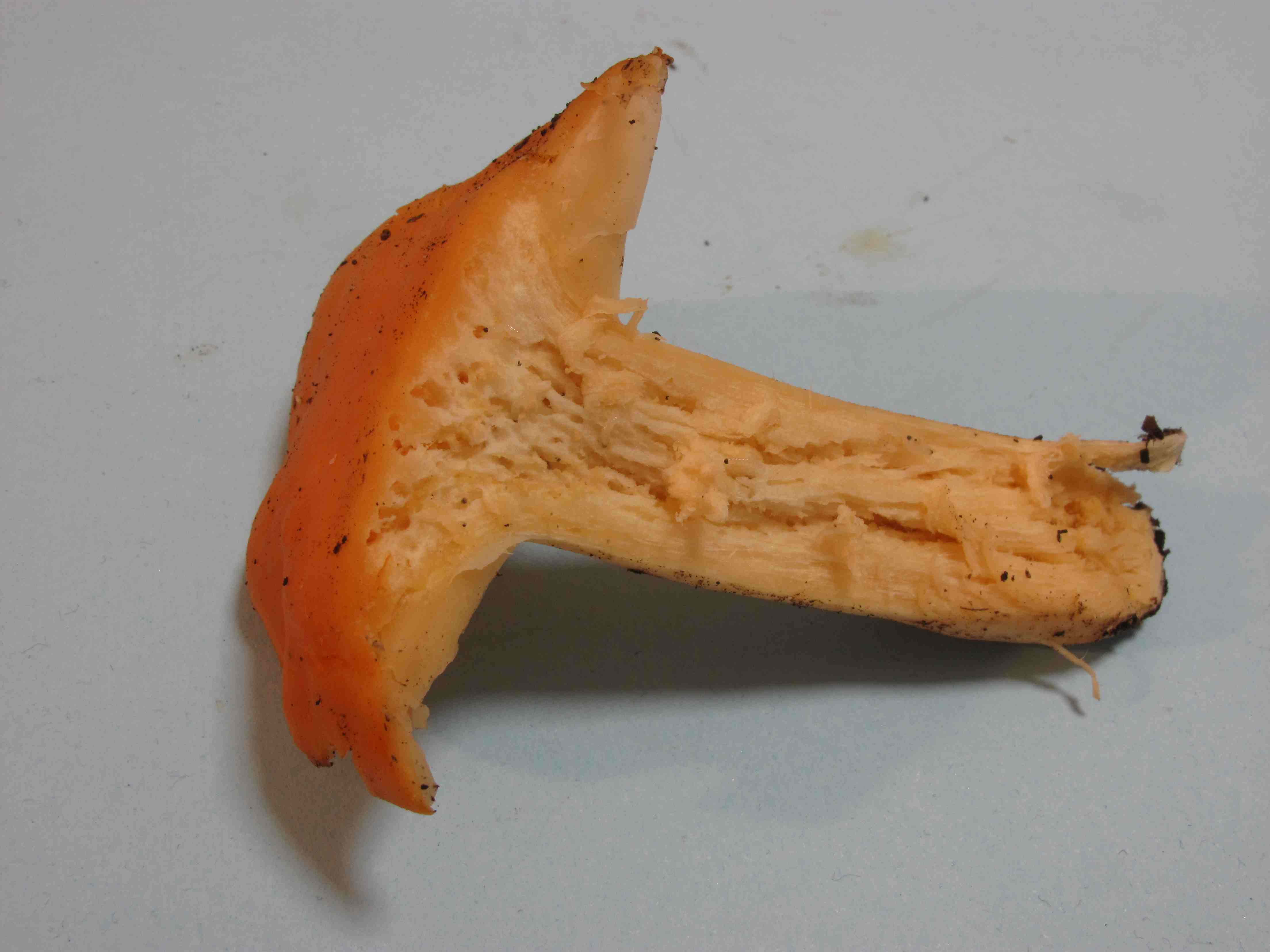 Camarophyllus pratensis