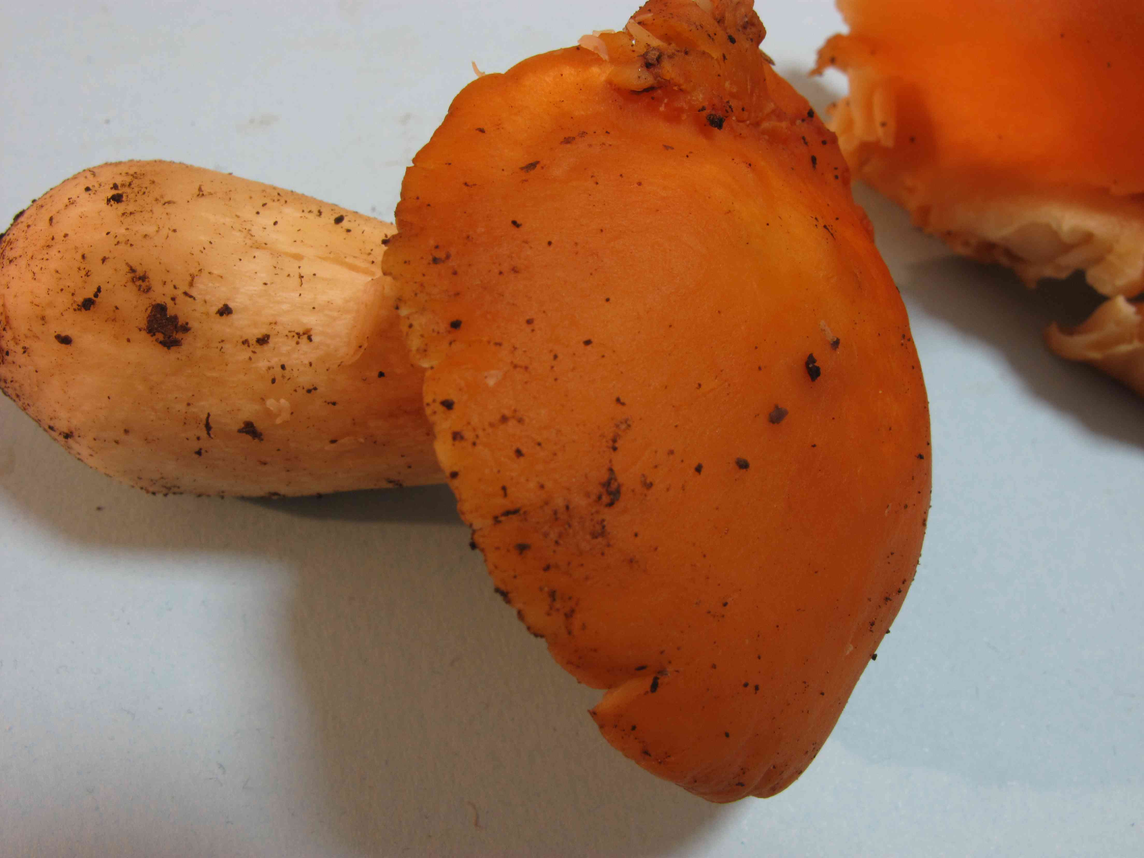 Camarophyllus pratensis