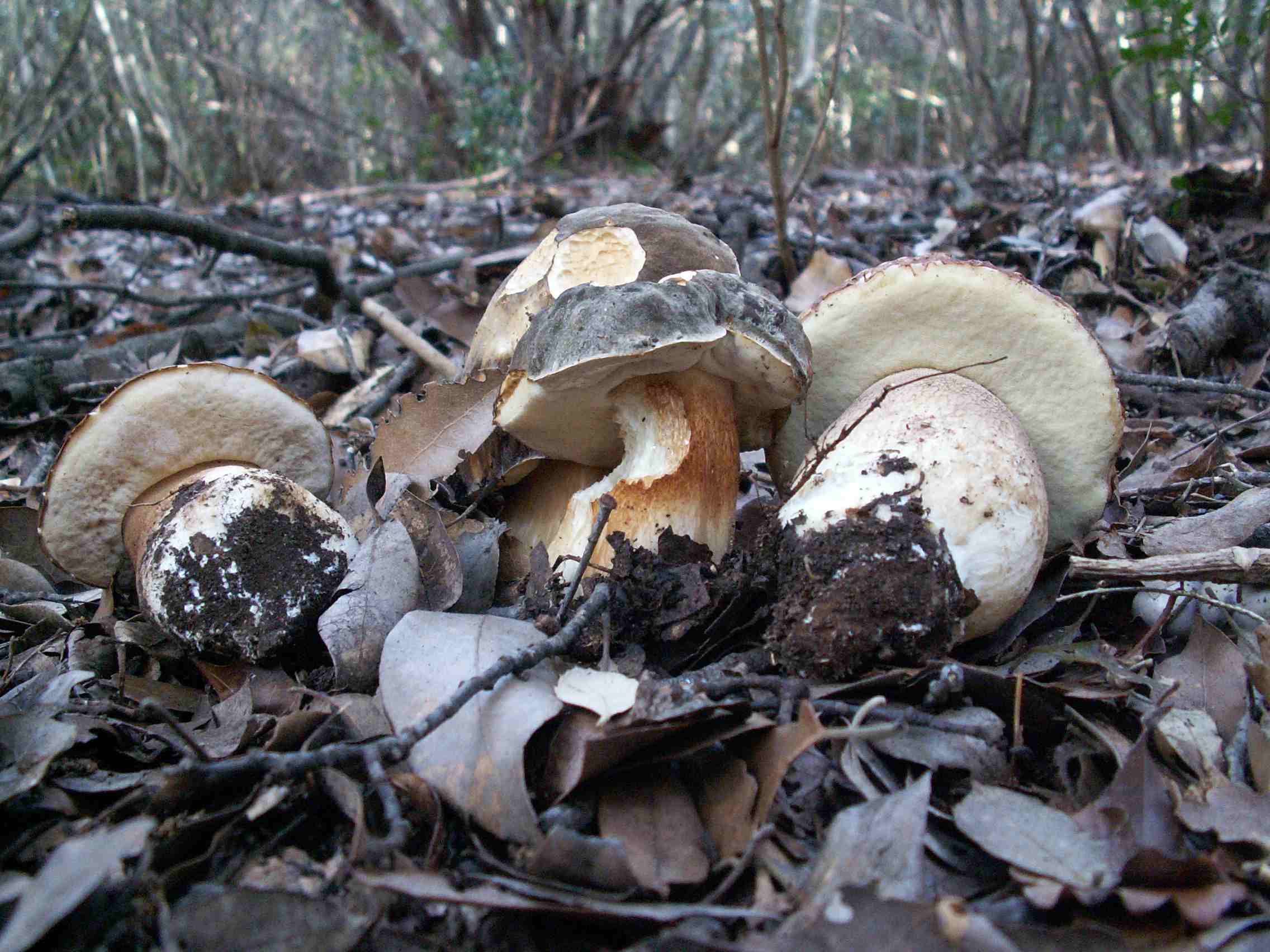 Nuovo fungo in maremma 2?