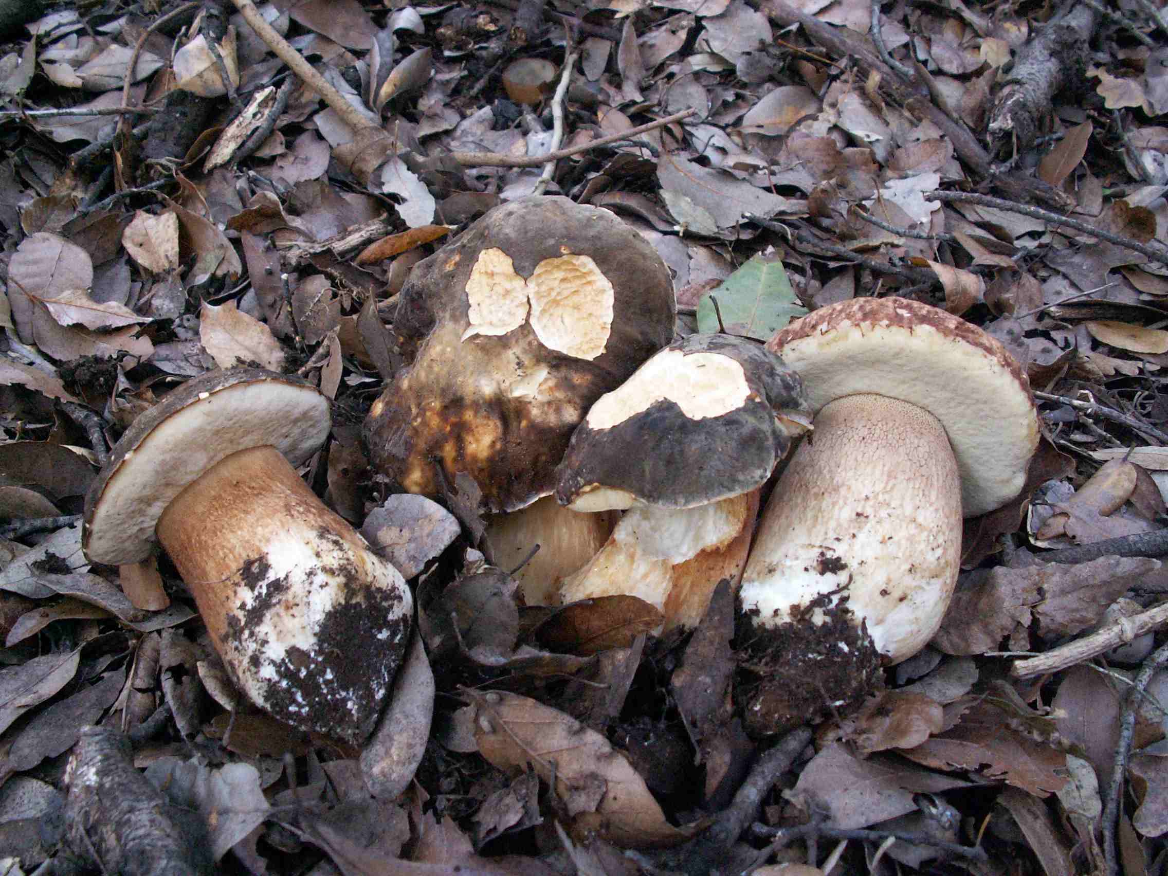 Nuovo fungo in maremma 2?