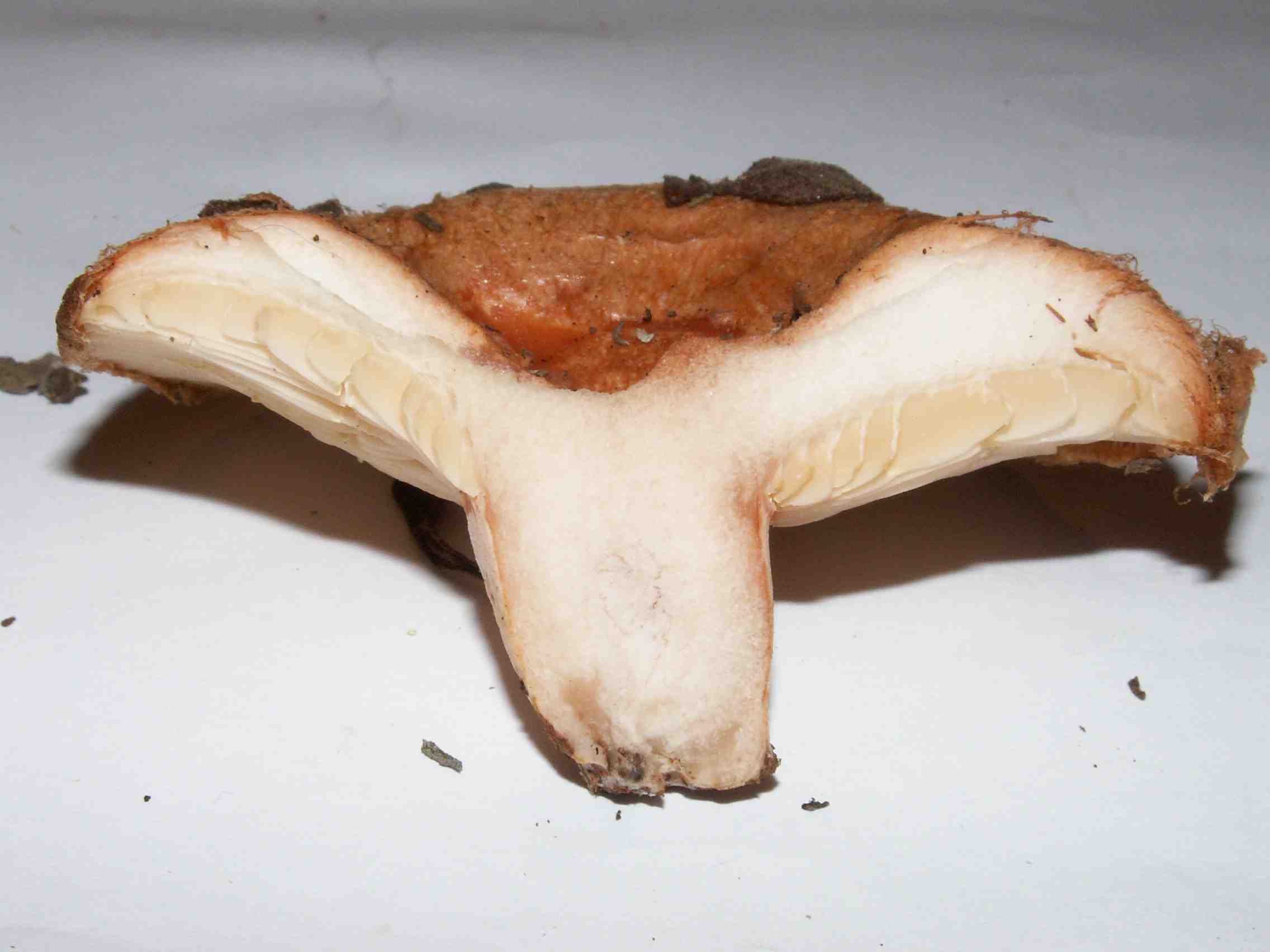 Lactarius tesquorum