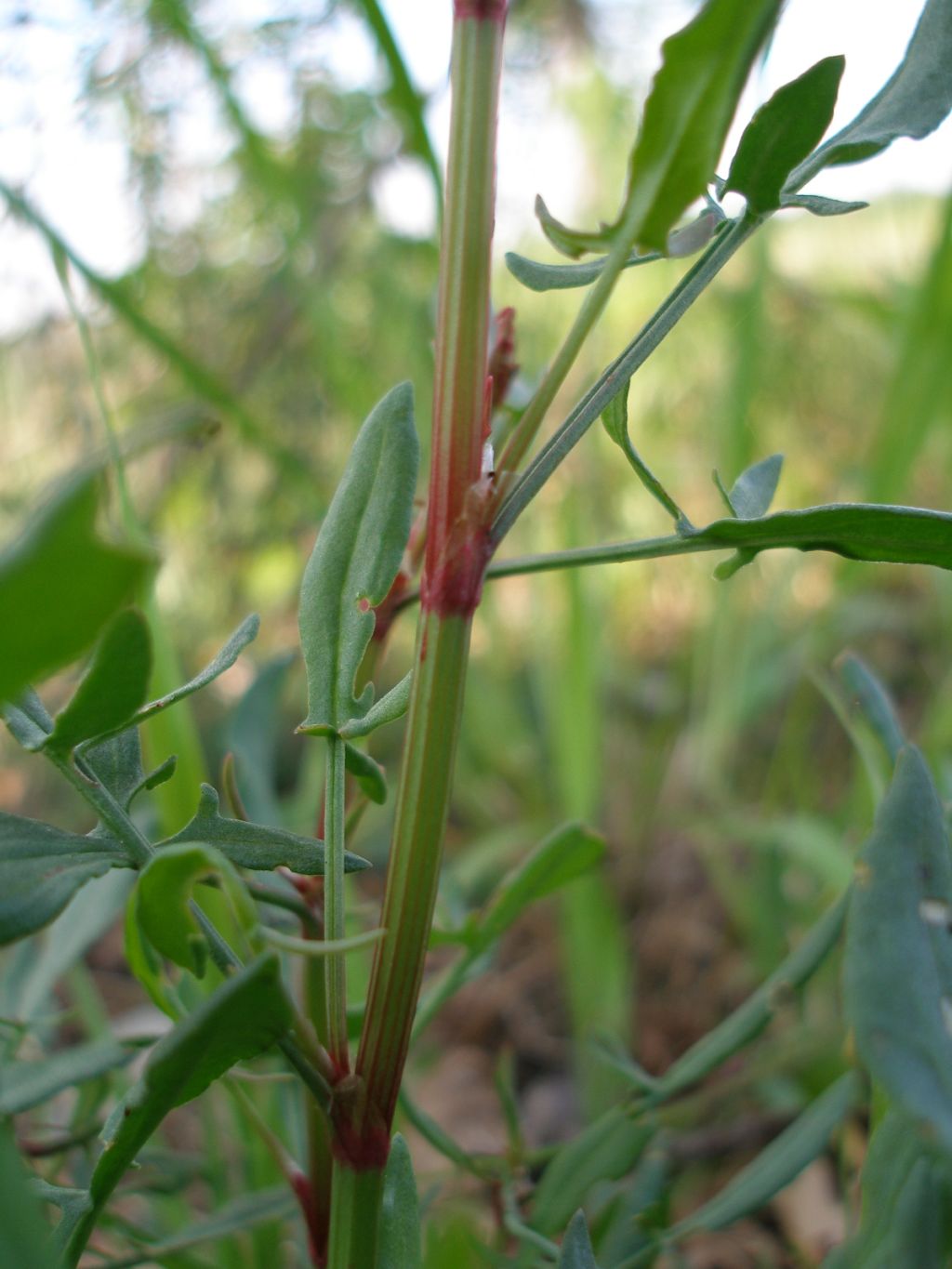 Rumex acetosella / Romice acetosella