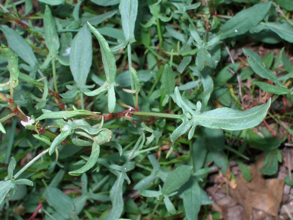 Rumex acetosella / Romice acetosella