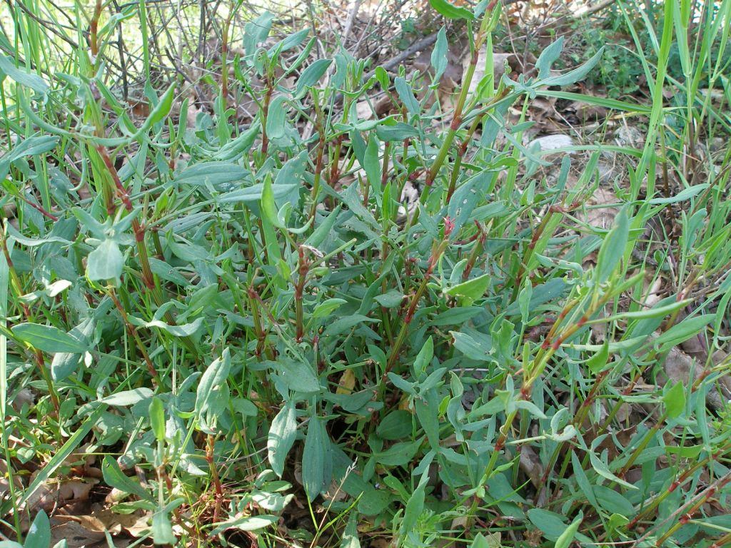 Rumex acetosella / Romice acetosella