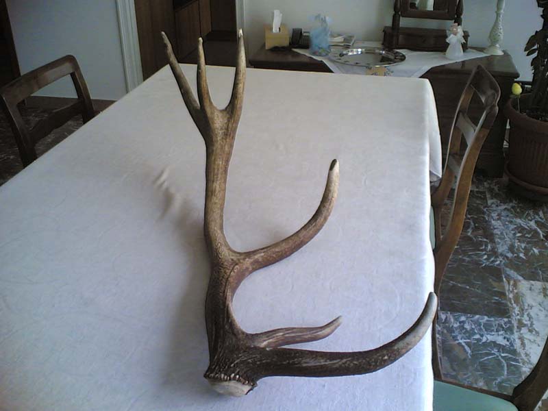 PASSIONE PER IL CERVO