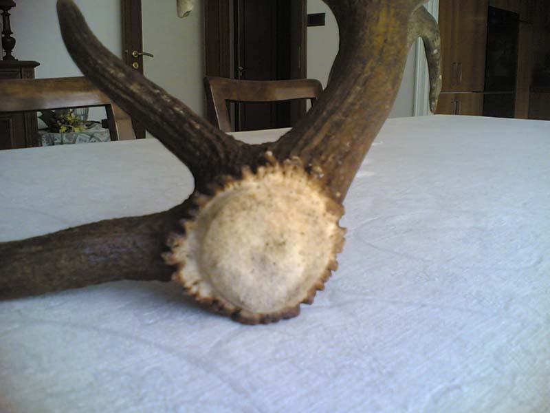 PASSIONE PER IL CERVO