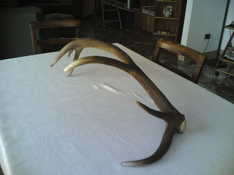 PASSIONE PER IL CERVO