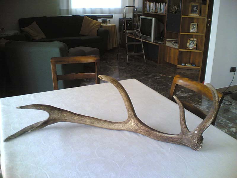 PASSIONE PER IL CERVO