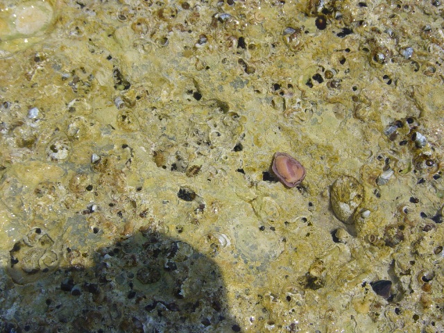 Gasteropode o poliplacoforo?