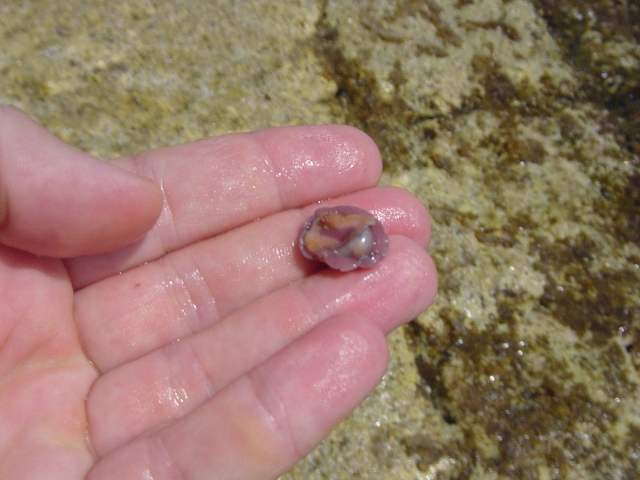 Gasteropode o poliplacoforo?