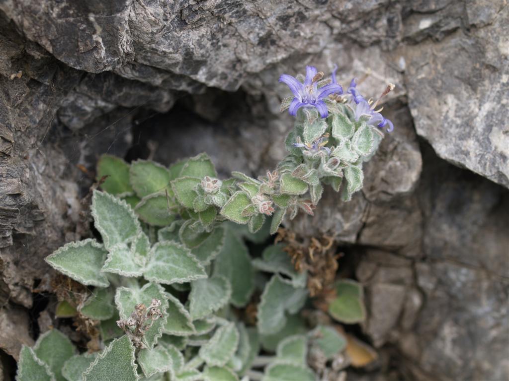 Campanula elatinoides / Campanula dell''Insubria