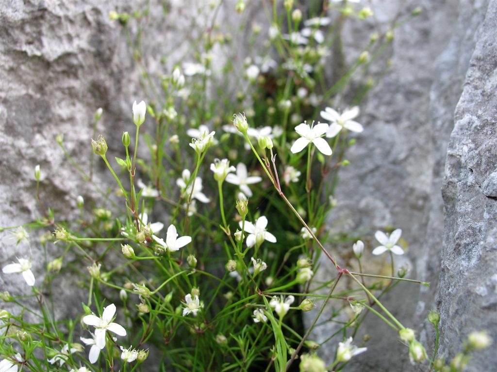 Moehringia muscosa