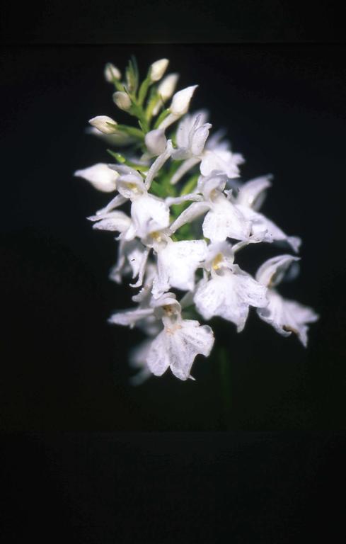 D. maculata e Cypripedium calceolus