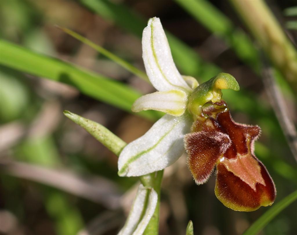 Ibrido Ophrys