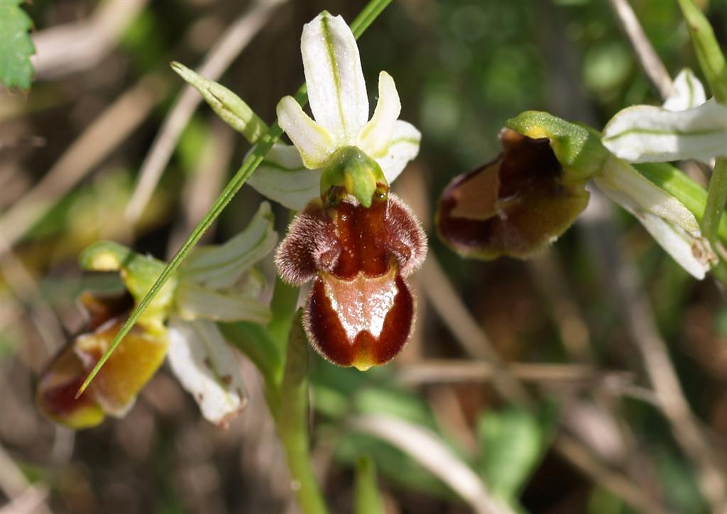 Ibrido Ophrys
