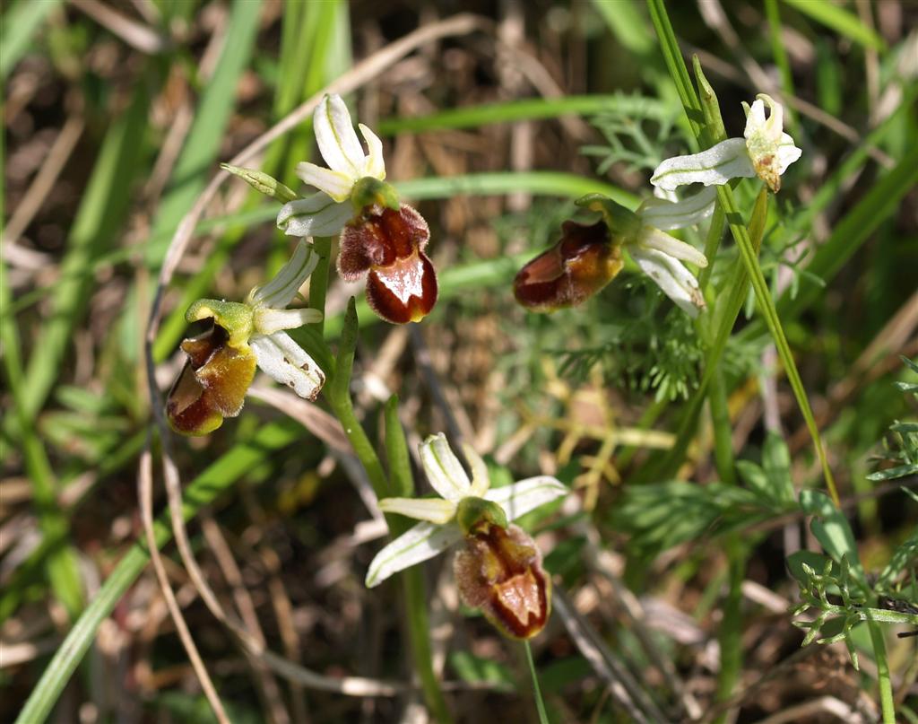 Ibrido Ophrys