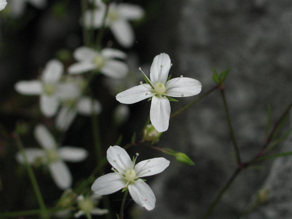 Moehringia muscosa