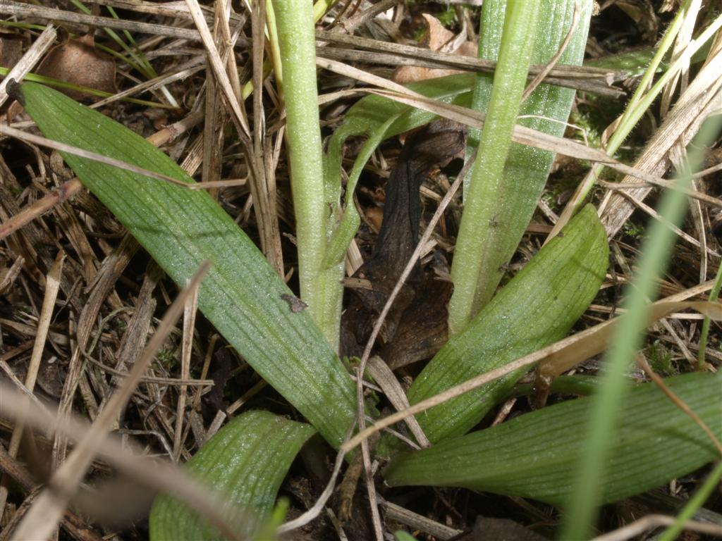 Ibrido Ophrys