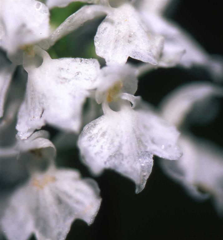 D. maculata e Cypripedium calceolus