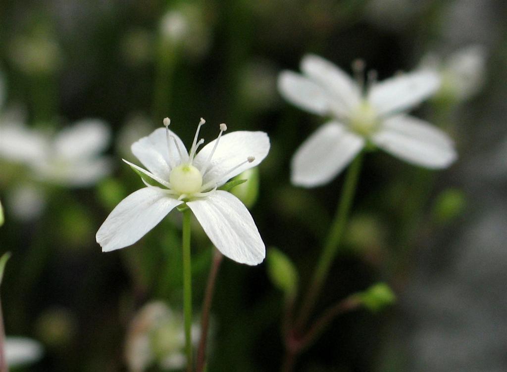 Moehringia muscosa