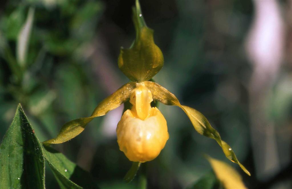 D. maculata e Cypripedium calceolus