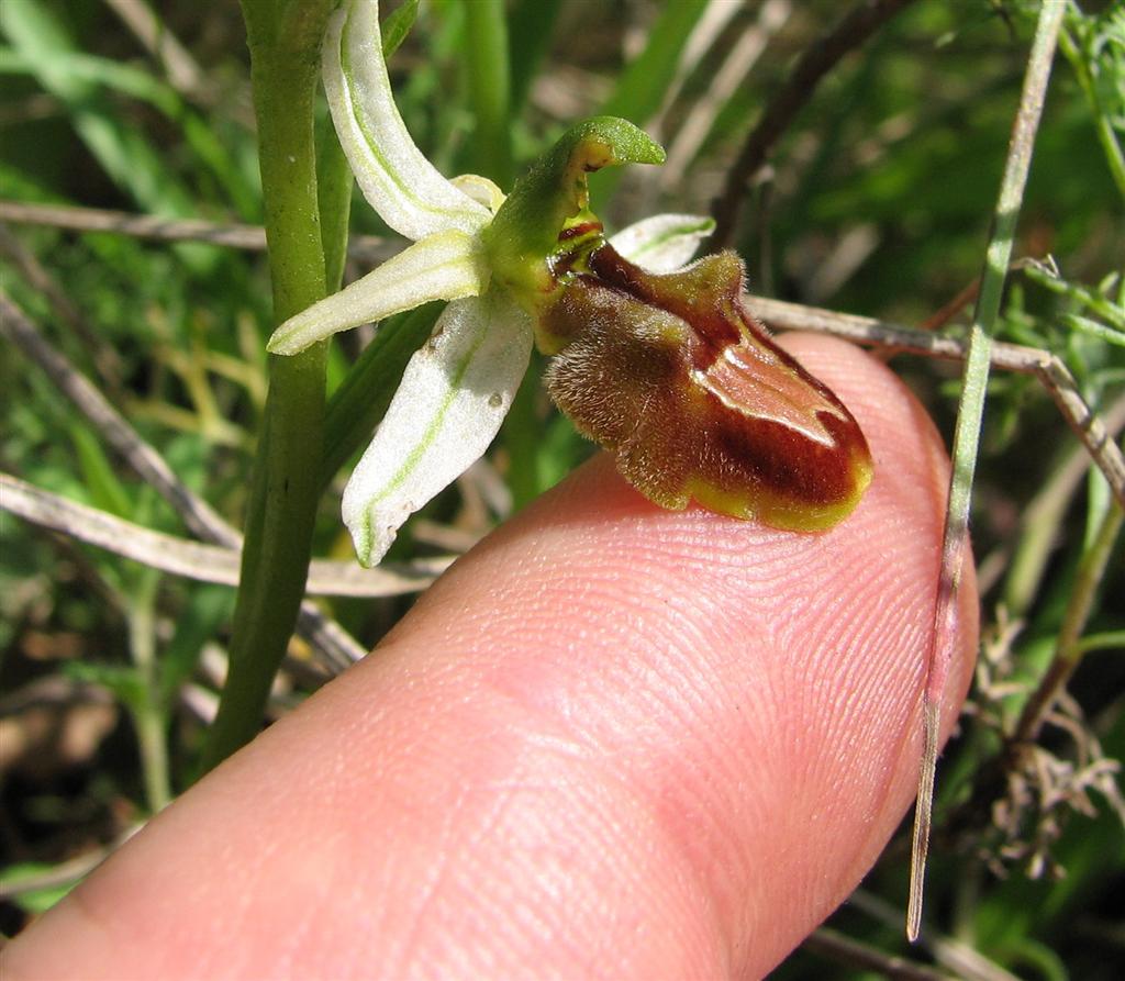 Ibrido Ophrys