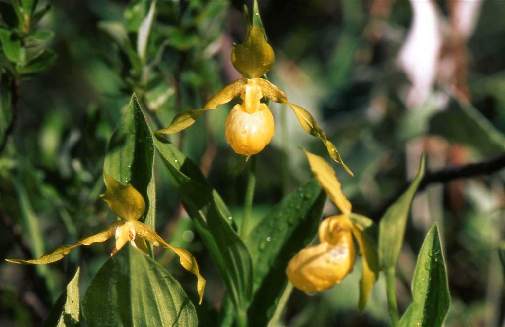 D. maculata e Cypripedium calceolus