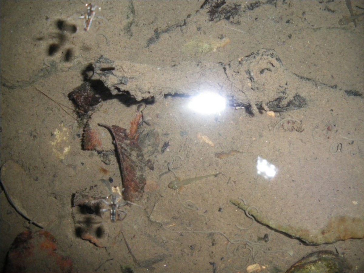 larve Salamandrina