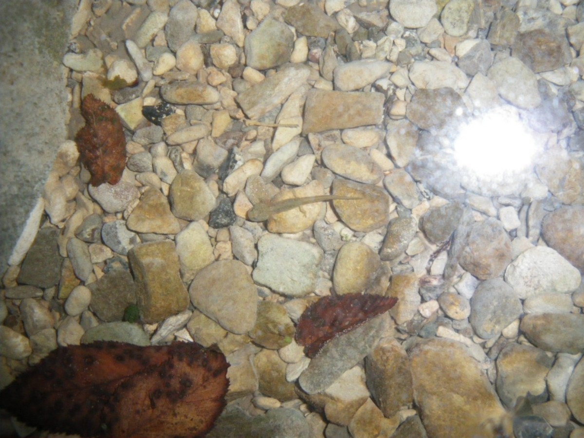 larve Salamandrina