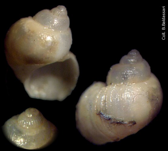 Laeviphitus verduini