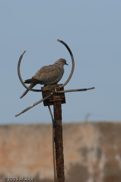 Avifauna humor