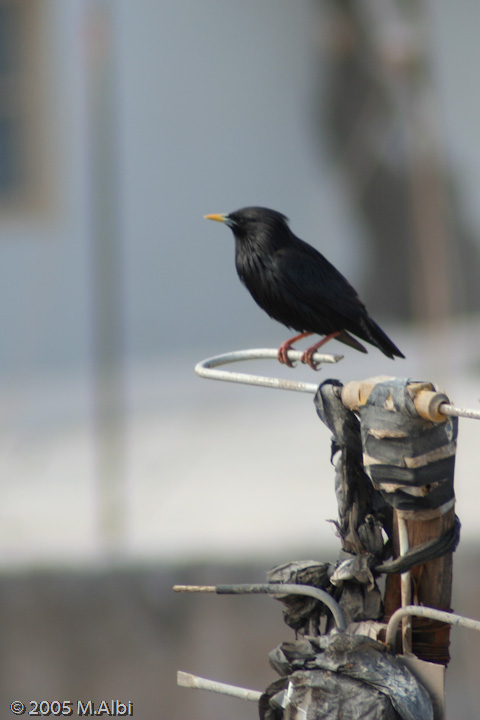 Avifauna humor
