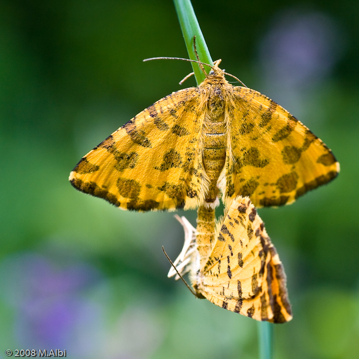 Farfallina gialla: Pseudopanthera macularia