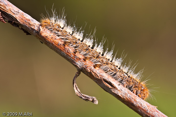 Bruco di Lasiocampa quercus? - S