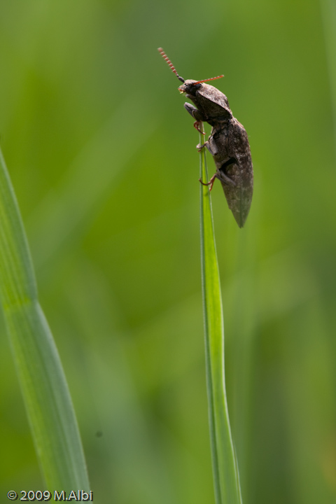 Coleottero curioso: Agrypnus murinus