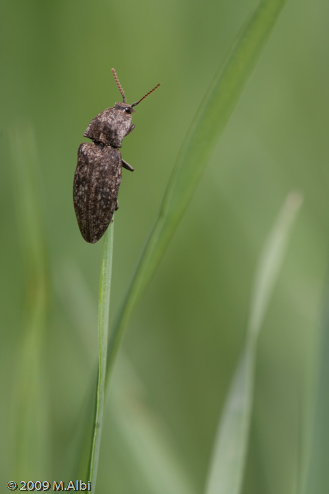 Coleottero curioso: Agrypnus murinus