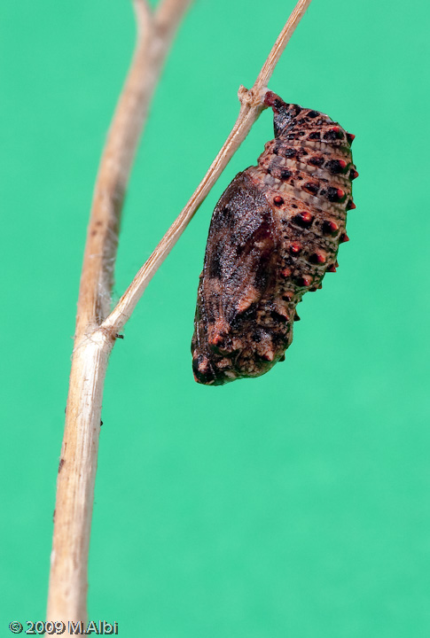 Vi presento i miei piccoli - Melitaea phoebe