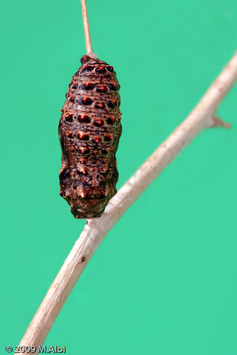 Vi presento i miei piccoli - Melitaea phoebe