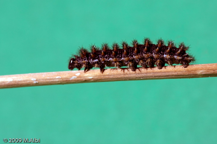 Vi presento i miei piccoli - Melitaea phoebe