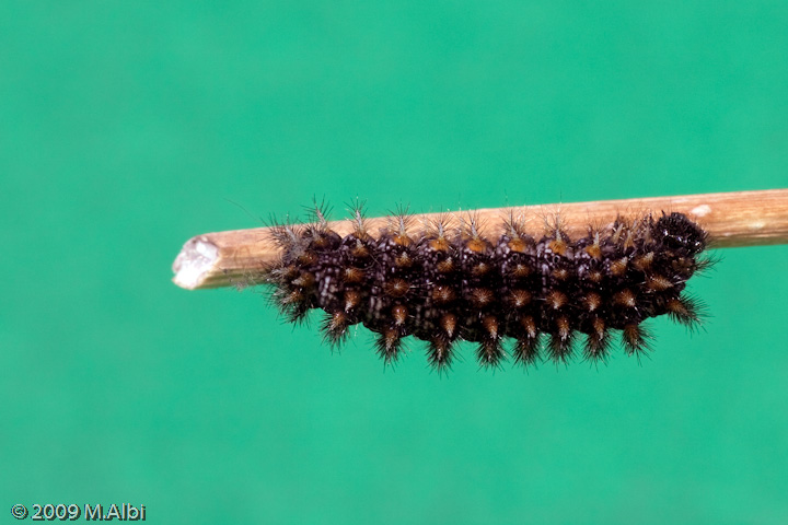 Vi presento i miei piccoli - Melitaea phoebe