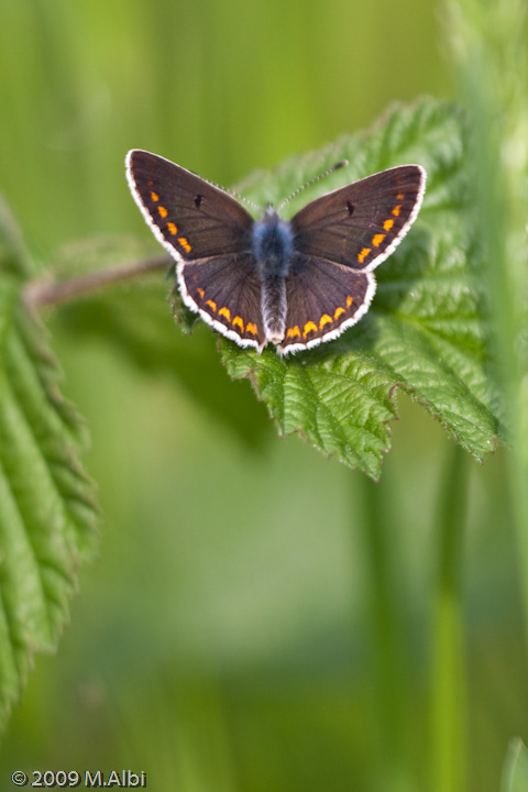 Polyommatus icarus?