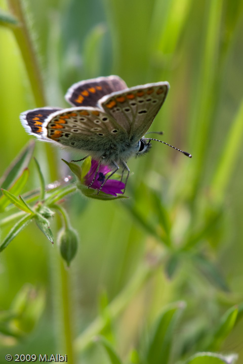 Polyommatus icarus?