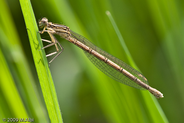 Platycnemis pennipes