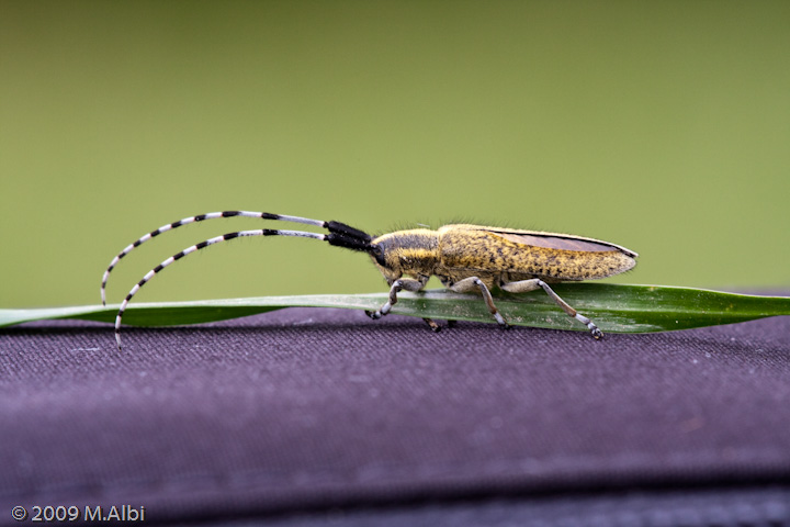 Agapanthia cardui? villosoviridescens