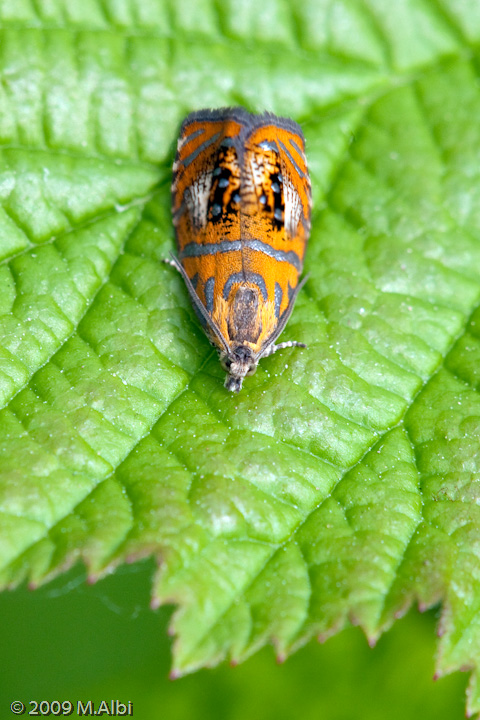 Micro...lepidottero - Olethreutes arcuella