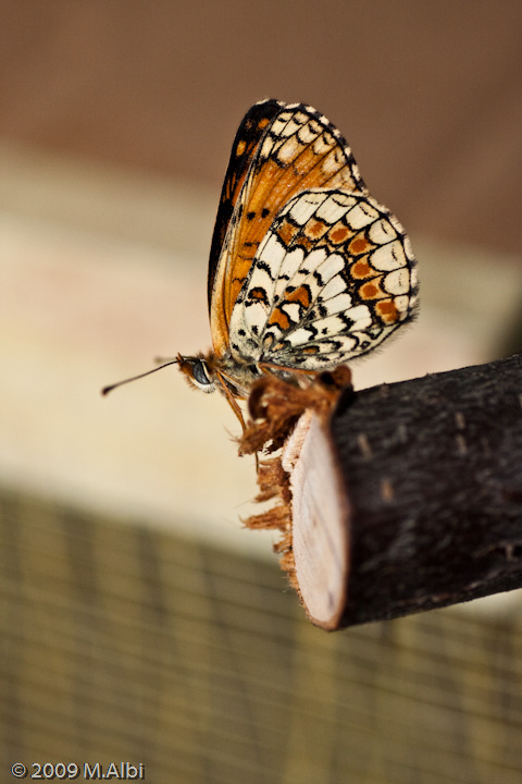 Vi presento i miei piccoli - Melitaea phoebe